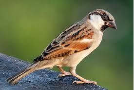 World Sparrow Day