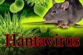 Hanta Virus