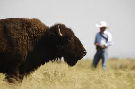 American Bison