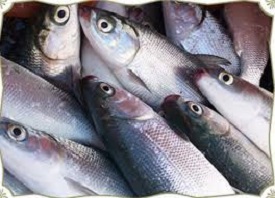 Marine Fish Production