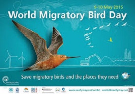 World Migratory Bird Day