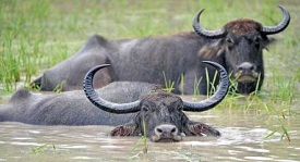 Water Buffaloes