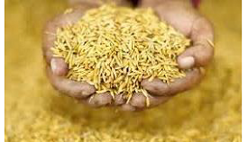 Food Grains