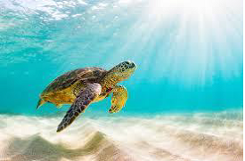 World Turtle Day