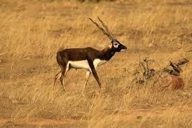 Blackbuck