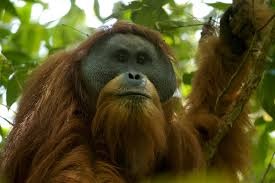 Orangutan