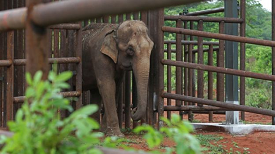 Elephant Sanctuary