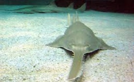 Sawfish