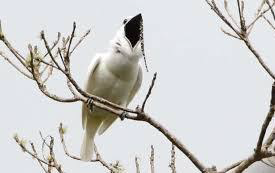 Male White Bellbird