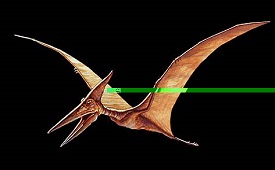 Pterosaur