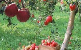 Apple Crop