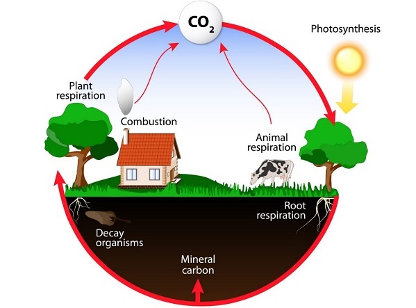 Carbon Cycle