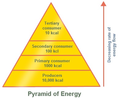 Decreasing Energy Flow