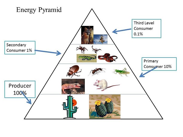 Energy Pyramid