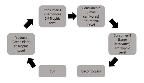 Food Chain