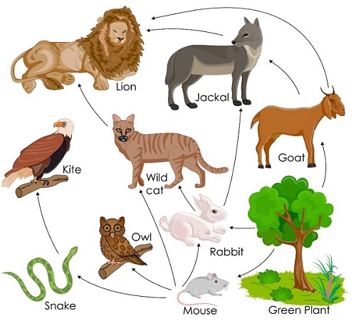 Food Web