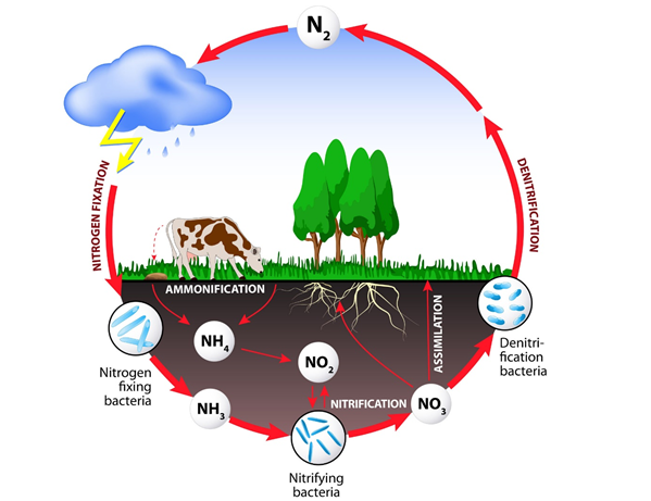 Nitrogen Cycle