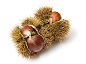 Chestnut