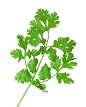 Cilantro