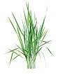 Lemon Grass