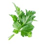 Parsley