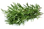 Rosemary