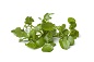 Water Cress