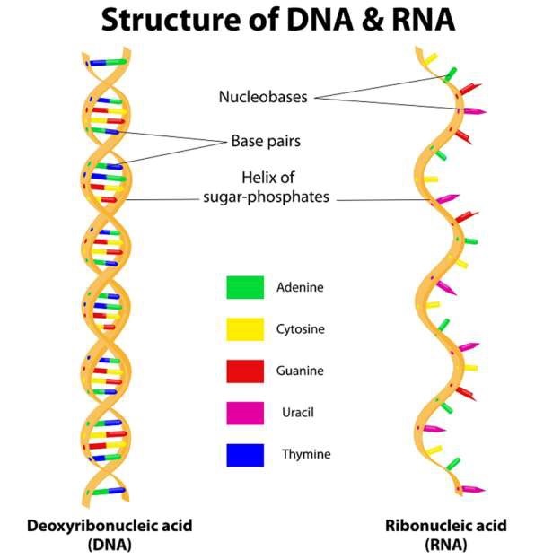 Structure of DNA and RNA