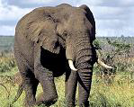 African Bush Elephant