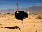 Common Ostrich