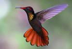 Humming Bird