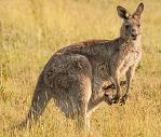 Kangaroos