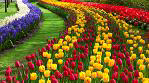 Land of Tulips