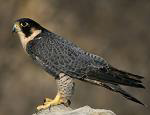 Peregrine Falcon