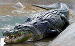 Saltwater Crocodile