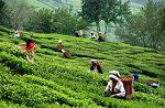 Tea City of India