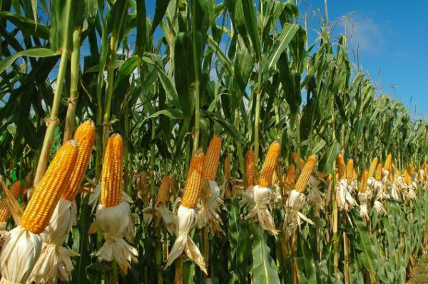 Maize