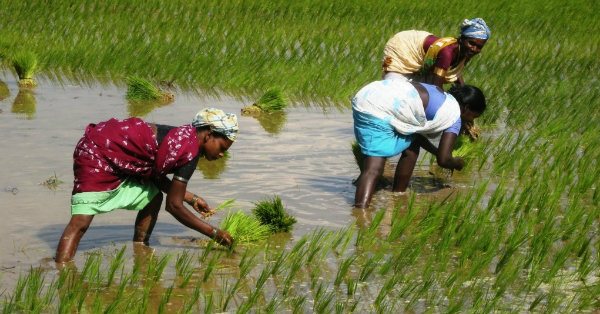 Rice Field