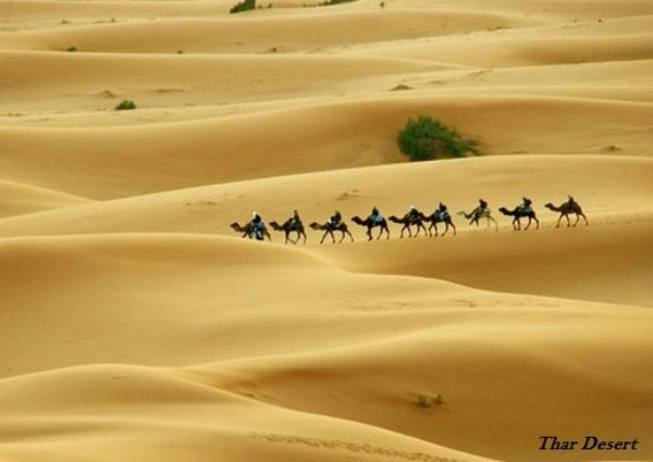 Thar Desert