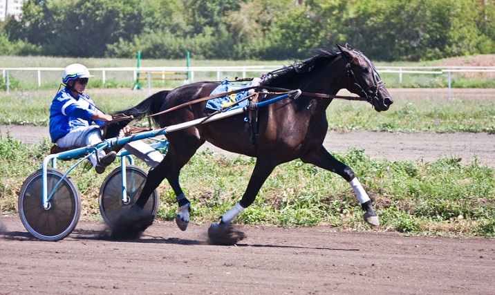 Harness Racing