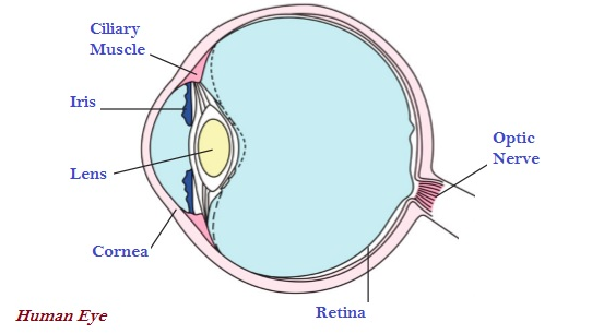 Human Eyes