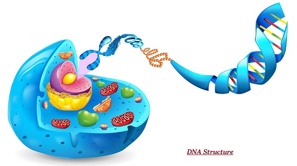 DNA Structure