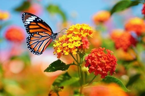 butterfly and flowers