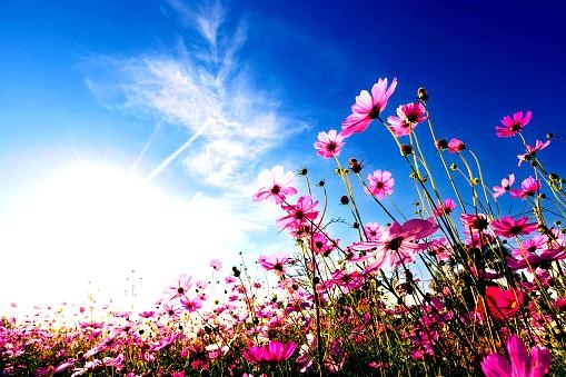 image enhance contrast