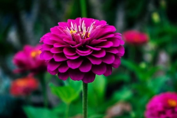 zinnia flower